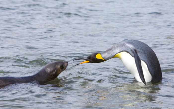 Взрослая особь королевского пингвина агрессивно встречает детёныша кергеленского морского котика, который появился на мелководье у линии прибоя на острове Южная Георгия.