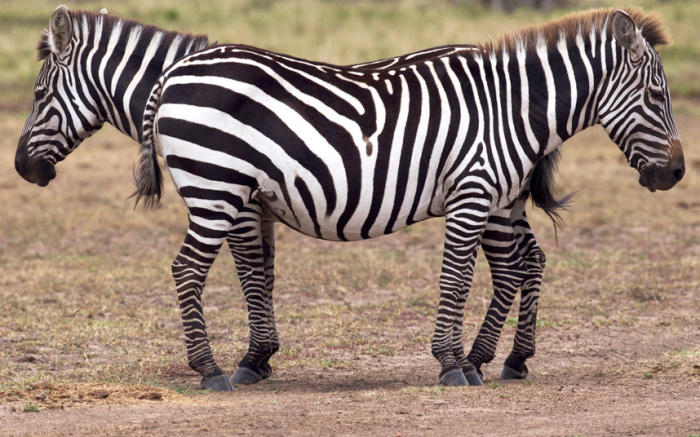 Зебры в заповеднике Масаи-Мара в Кении.