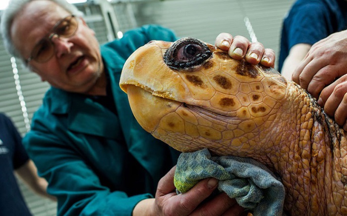 Невероятных размеров черепаха на приеме у ветеринара.
