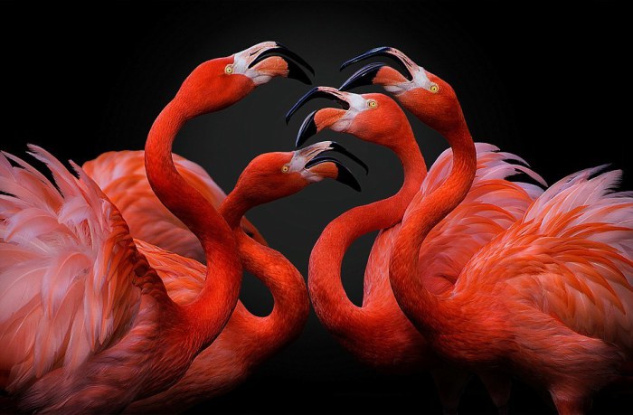 Фламинго похожи на «балерин в пачках». Категория «Природа». Фотограф Pedro Jarque Krebs.
