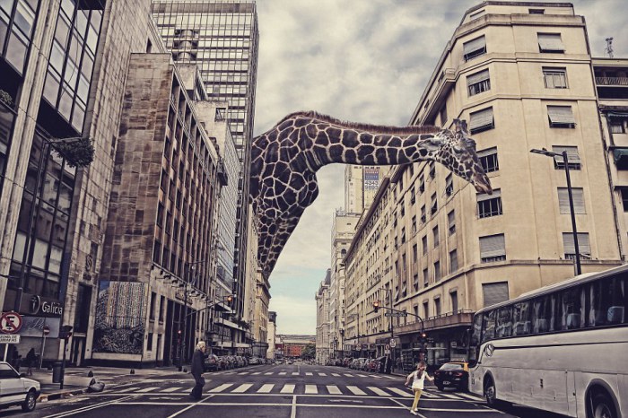 Жираф на проспекте Корриентес в Буэнос-Айресе, Аргентина. Фотоманипуляция. Фотограф Josе Marіa Perez.