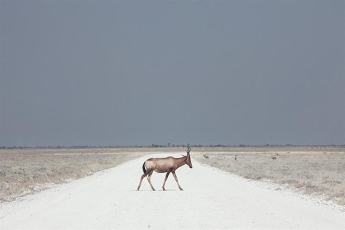 Абсолютная тишина и одиночество окутывают огромные пустыни Намибии. Фотограф: Мароеска Лавинь (Maroesjka Lavin).