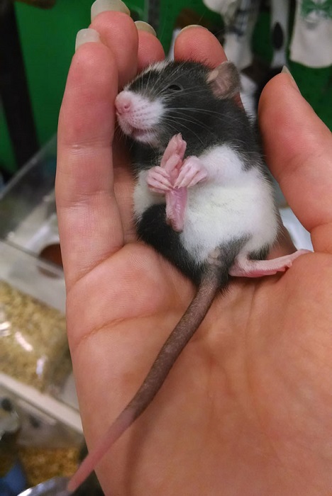Детеныши крыс растут и развиваются медленнее хомячков.