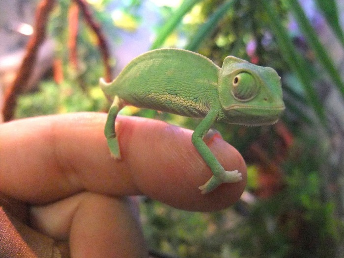 Один из самых маленьких рептилий.