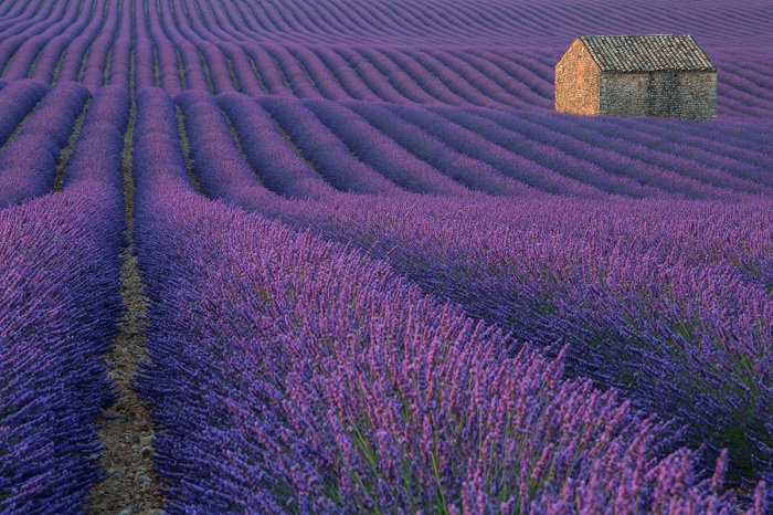 Великолепное лавандовое поле (Валенсол, Франция).