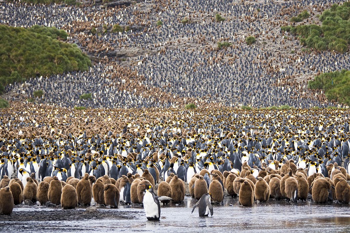 Одна из масштабных колоний пингвинов (Южная Джорджия,остров в южной Атлантике).