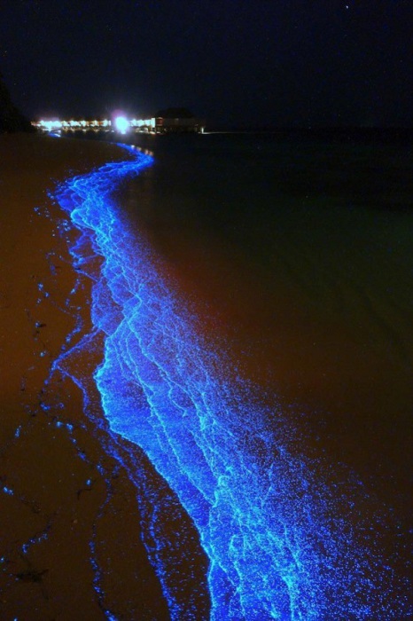 С наступлением темноты биолюминесцентный фитопланктон начинает светиться, освещая побережье фантастическим голубым светом.