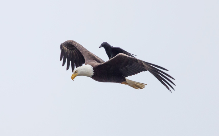 Ворона, летящая на спине у белоголового орлана, штат Вашингтон, США.