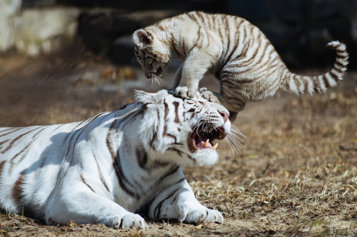 Тигрёнок белого бенгальского тигра играет в вольере. Фотограф: Александр Лукин.
