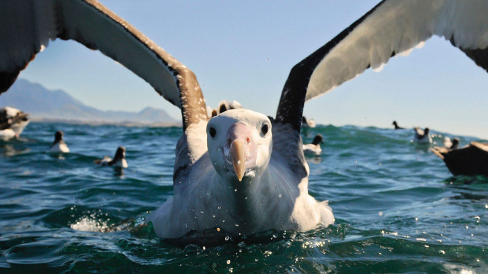 Крупная морская птица. Фотограф Билл Клипп (Bill Klipp).