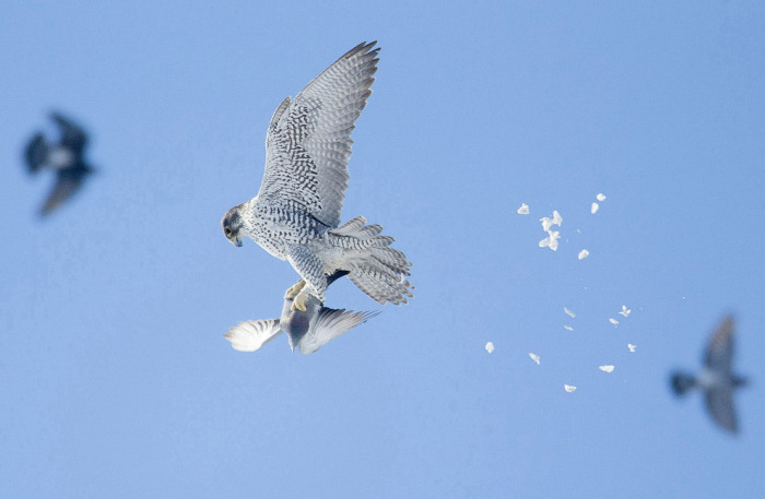 Кречеты ловят в основном водных, околоводных и синантропных птиц. Фотограф Гарри Колкухоун (Harry Colquhoun).