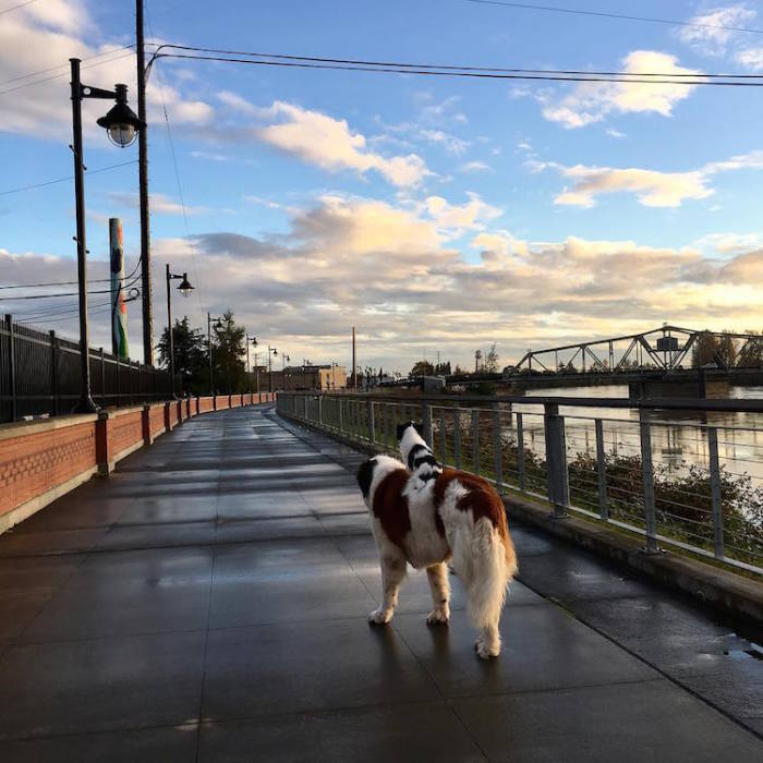 Собаки совершают каждодневные прогулки по городу.