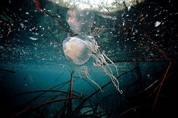 «Укус» медузы-коробочки может умертвить взрослого человека в течение нескольких минут.
