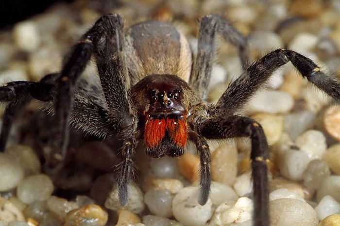 Самый ядовитый паук в мире.