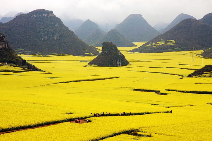 Желтые цветы канола цветут в начале весны, превращая поля в золотой океан.