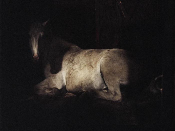 Погребальная лошадь Арлингтонского национального кладбища в Вирджинии, отдыхает в своём стойле.