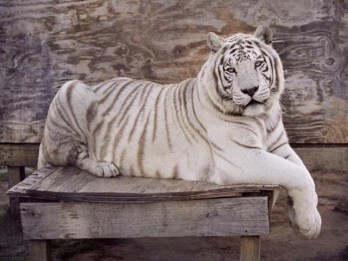 Портрет тигра сделан в одном из зоопарков Техаса в 2007 году.