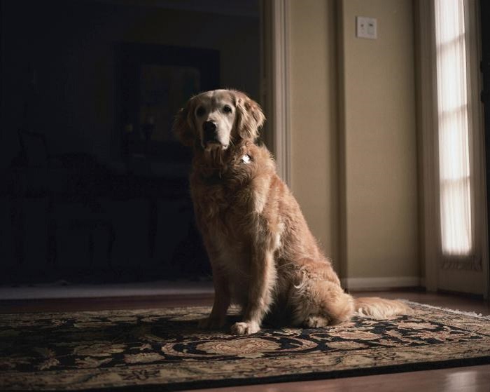 Пёс, спасавший американцев после теракта 11 сентября 2011 года.