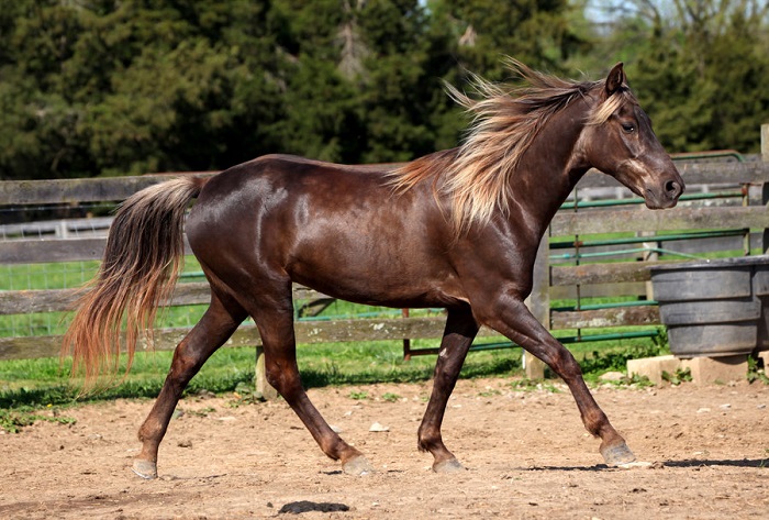 Масть лошади является одной из самых загадочных и красивых.