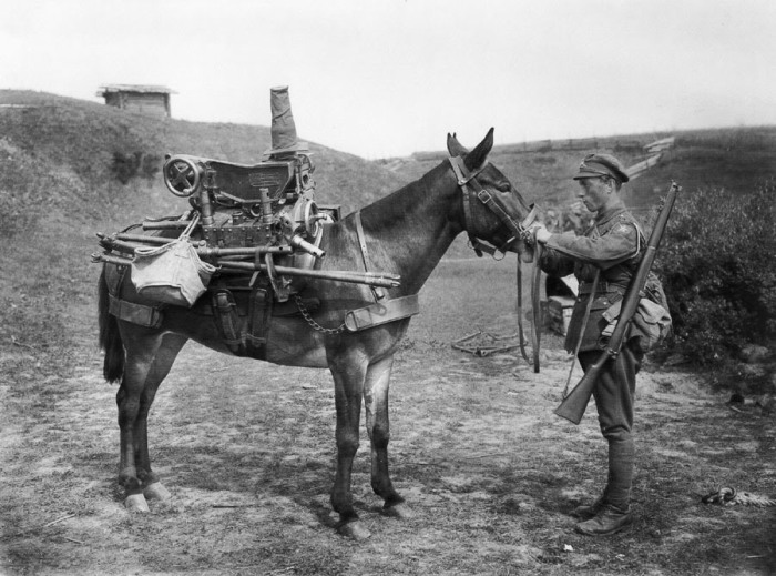 Разобранная 3,7-дюймовая горная гаубица на спине мула, 1919 год.