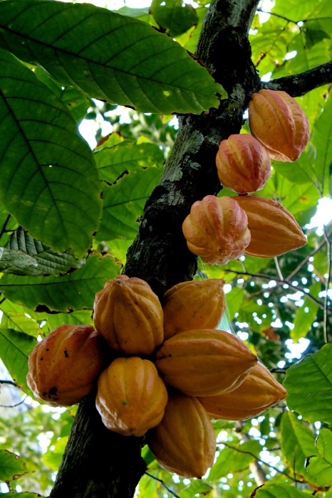 Какао-бобы растут на стволах деревьев, размер плодов достигает в длину 20-30 см, а вес около 500 граммов.