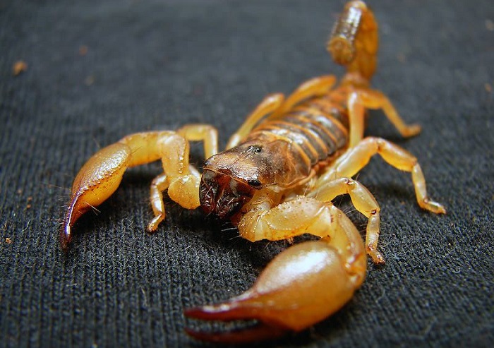 Ядовитый скорпион, проживающий в Северной Африке и на Ближнем Востоке.