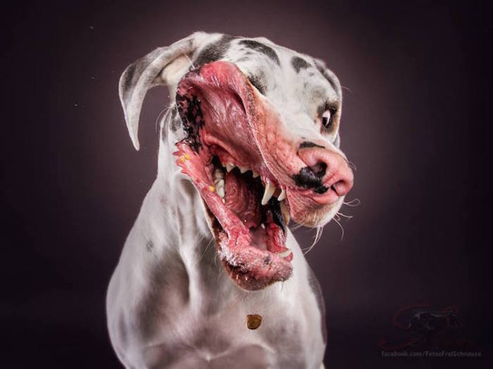 Фотограф Christian Vieler из Германии решил сфотографировать собаку в моменте, когда она поймала кусочек еды.