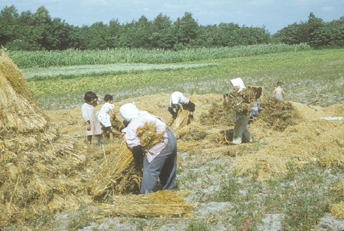 Женщины и дети собирают сено на зиму для прокорма животных.