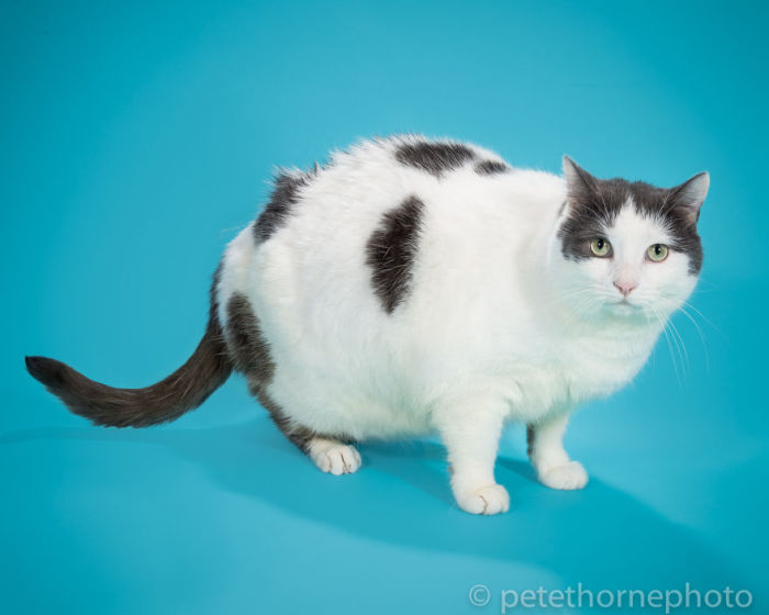 Одна из 18 фотографий фотографа Пита Торна (Pete Thorne) про котов и кошек огромных размеров.