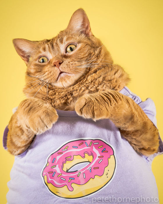 Кошка в сиреневой кофточке с изображением пончика обожает людей и без них не может.