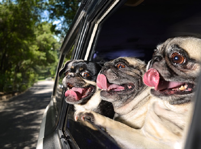 Смешные собаки, которые обожают поездки на автомобиле.