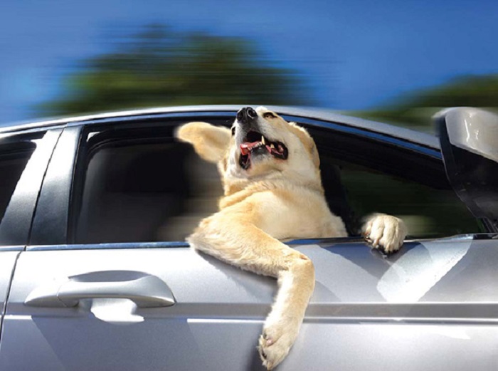 Собака, которая обожает высовываться из окон автомобиля во время движения машины.