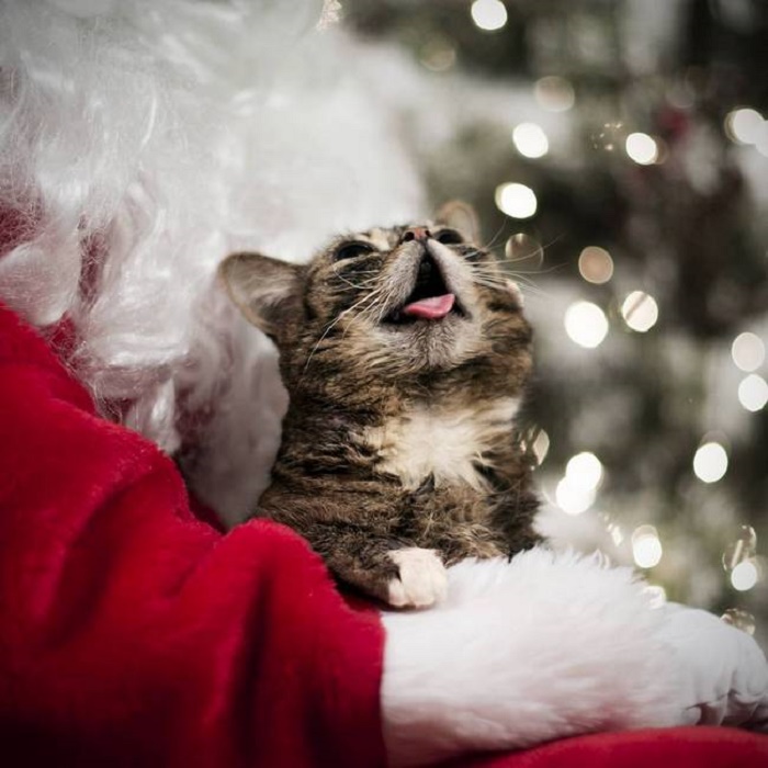 Маленький котенок взобрался на руки Санта Клаусу и от удовольствия высунул розовый язычок.