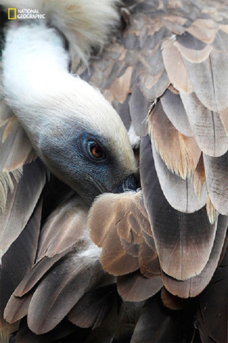 Чистка перьев очень важна для птиц, особенно для стервятников. Фотограф Андрес Лопес (Andres Lopez).
