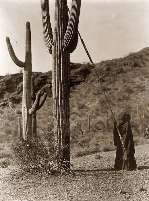 Местная жительница срезает кактус с помощью огромной палки.