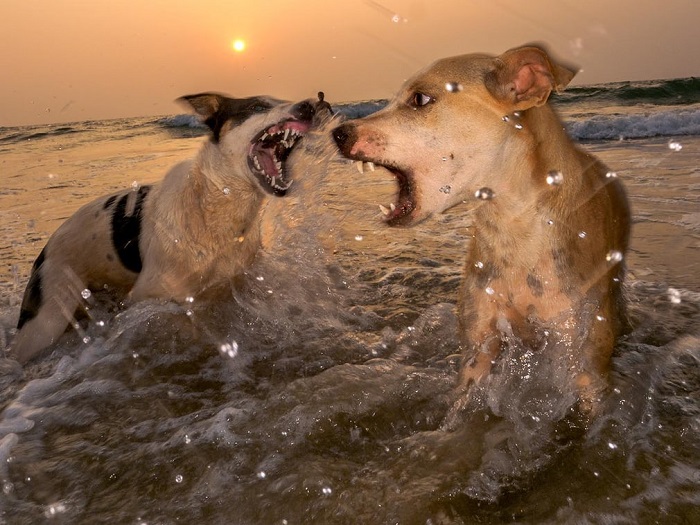 Бродячие собаки на пляжах Гоа нередко сбиваются в стаи и отстаивают собственную территорию от посягательств других «родственников».
