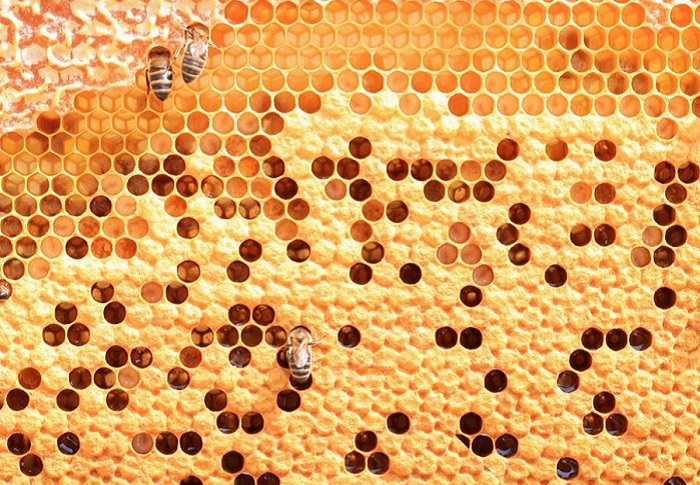 Соты, построенные пчёлами из выделяемого ими воска.