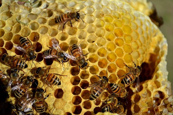 Семья медоносных пчел может собрать за сезон до 34 килограмм меда.