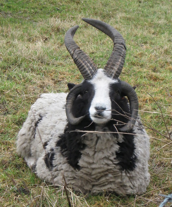 Гибрид, полученный от скрещивания барана с козой или козла с овцой.