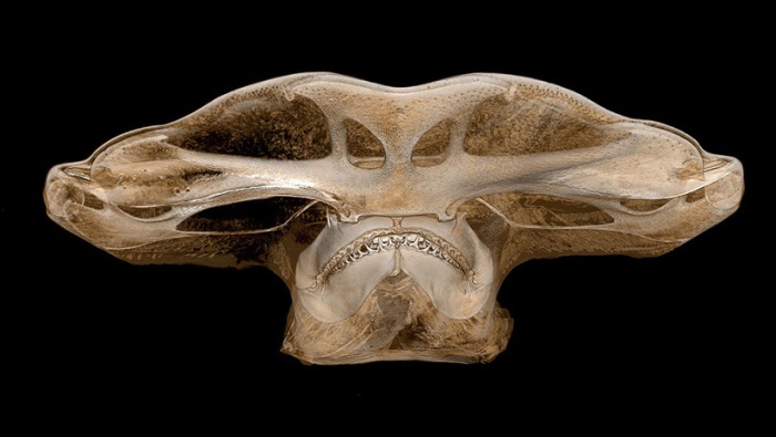 Рентгенограмма головы акулы-молота.