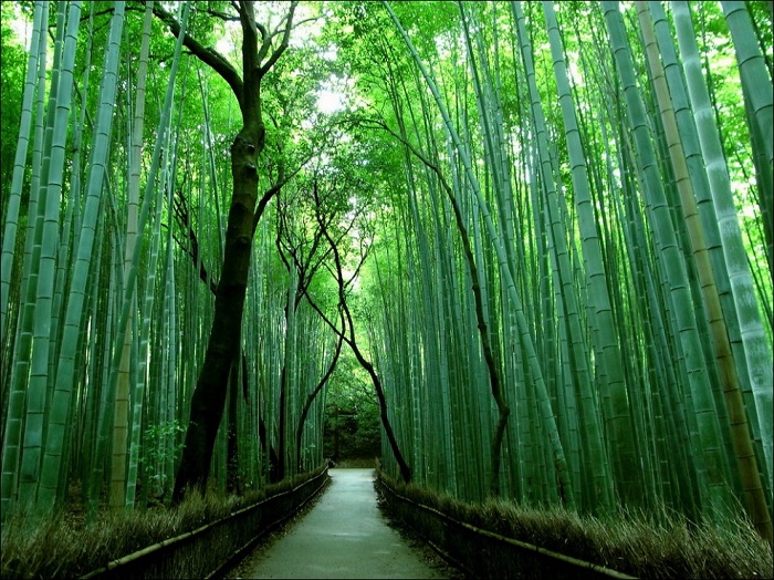 Представляет собой живописную аллею, состоящую из тысяч вздымающихся ввысь бамбуковых деревьев.