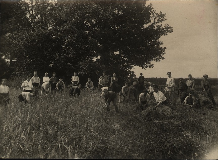 Уборка ячменя, 1923 год.
