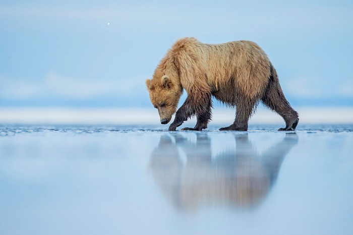 Фотограф Кевин Морганс (Kevin Morgans), национальный парк «Озеро Кларк», Аляска.