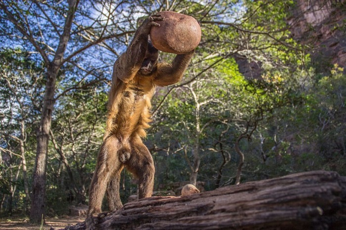 Второе место в категории «Поведение». Чернополосый капуцин (Sapajus libidinosus) с помощью камня разбивает пальмовый орех. Фотограф Лука Антонио Марино.