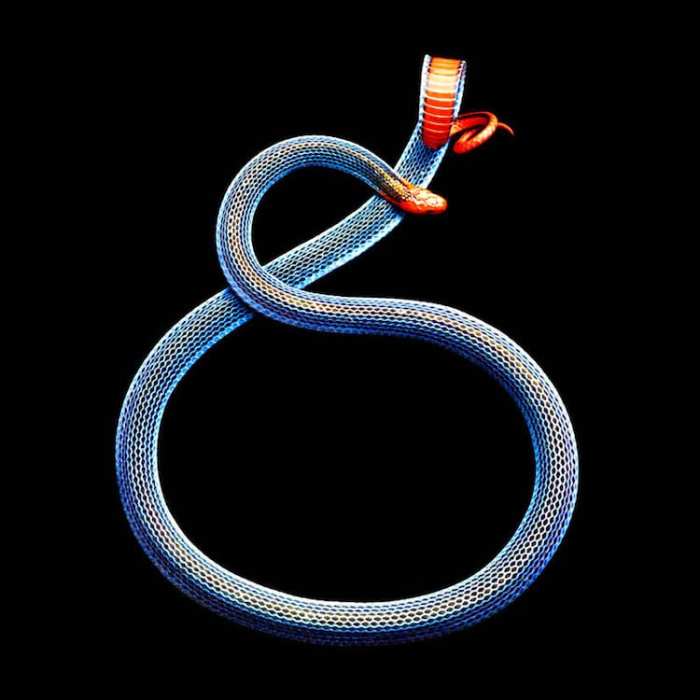 Необычайно красивая и опасная двухполосая железистая змея, которая получила прозвище «убийца убийц», обладает самыми длинными в мире ядовитыми железами.