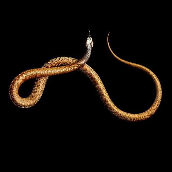 Самая ядовитая из сухопутных змей, которая в 50 раз более ядовита, чем кобра, может менять цвет в зависимости от времени года.
