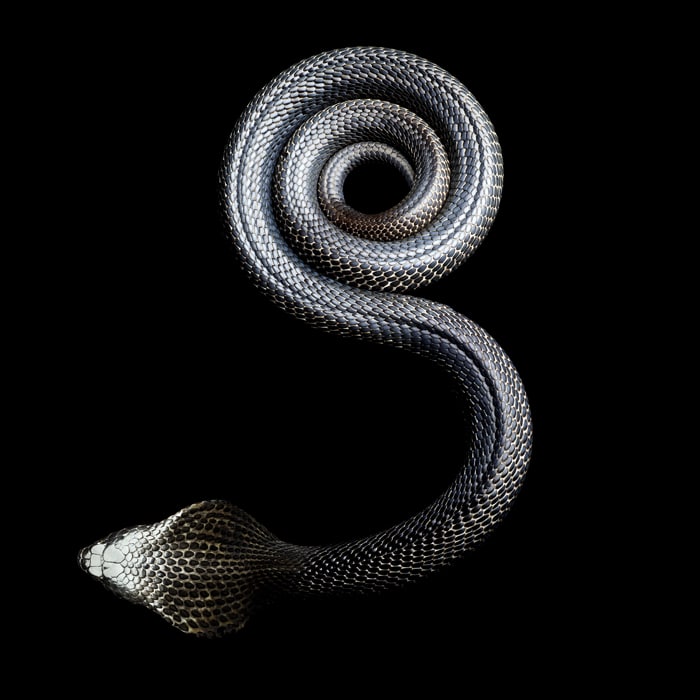 Эта невероятно опасная черная очковая кобра имеет самый большой капюшон среди змей относительно размеров тела.