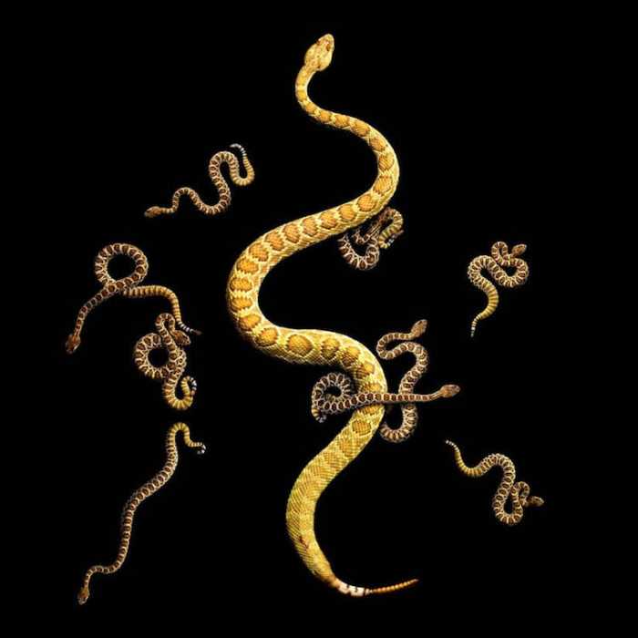 Это одна из самых ядовитых и агрессивных змей Северной Америки, яд которой содержит мощный нейротоксин, получила свое название из-за ряда овальных или ромбовидных пятен вдоль спины.