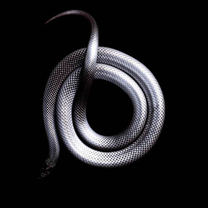 В рацион этих «змеяедных» существ попадают различные змеи, c которыми нигриты делят среду обитания, при этом черные мексиканские королевские змеи выработали иммунитет к различным видам яда.