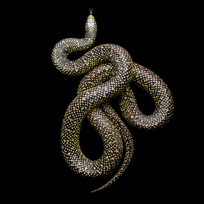 Неядовитая змея с пестрым рисунком, который обычно называют «соль с перцем», - окрас спины темно-коричневого или черного цвета с яркими желтыми пятнышками на краю каждой чешуйки.